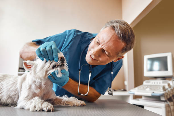 Best Same-Day Emergency Dental Services in Mino Tassajara, CA